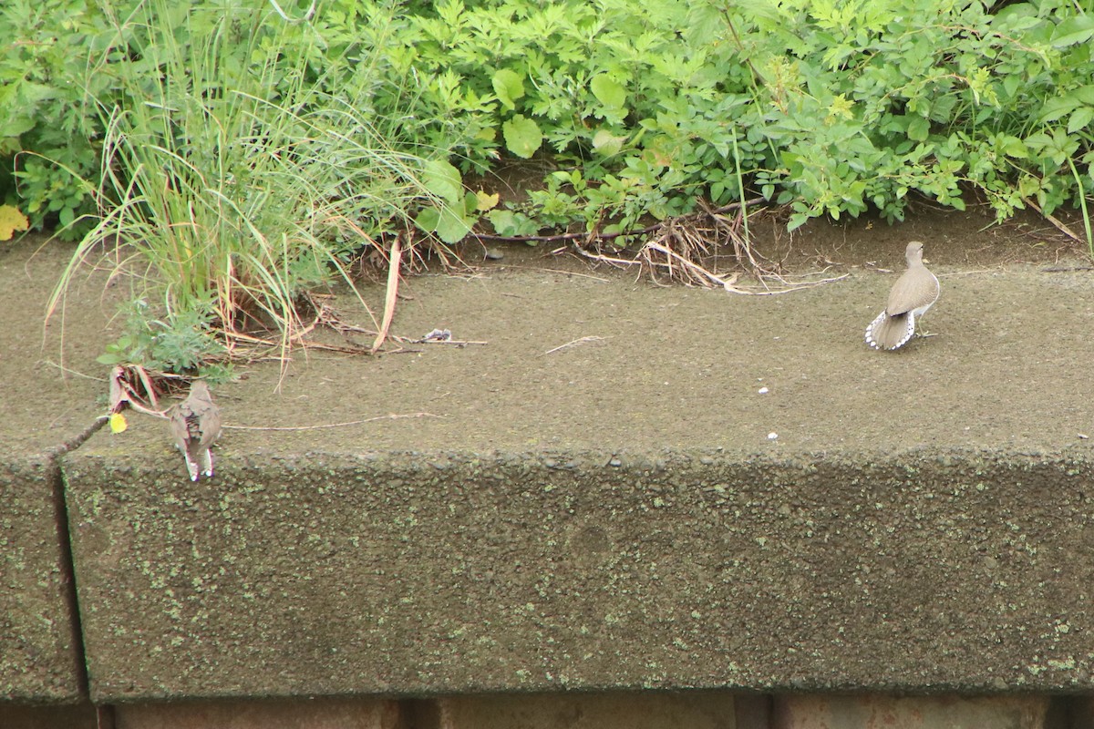 Хайргын хөгчүү - ML644495166