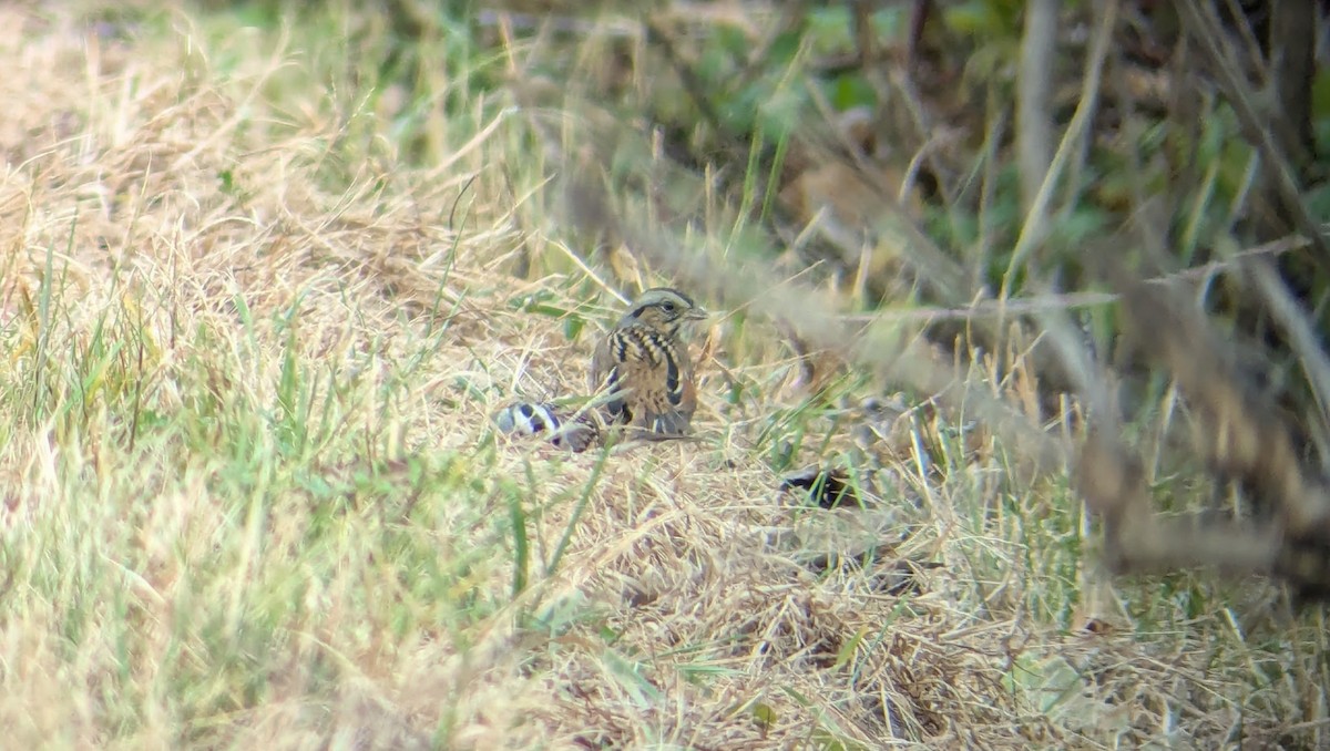 Swamp Sparrow - ML644495168