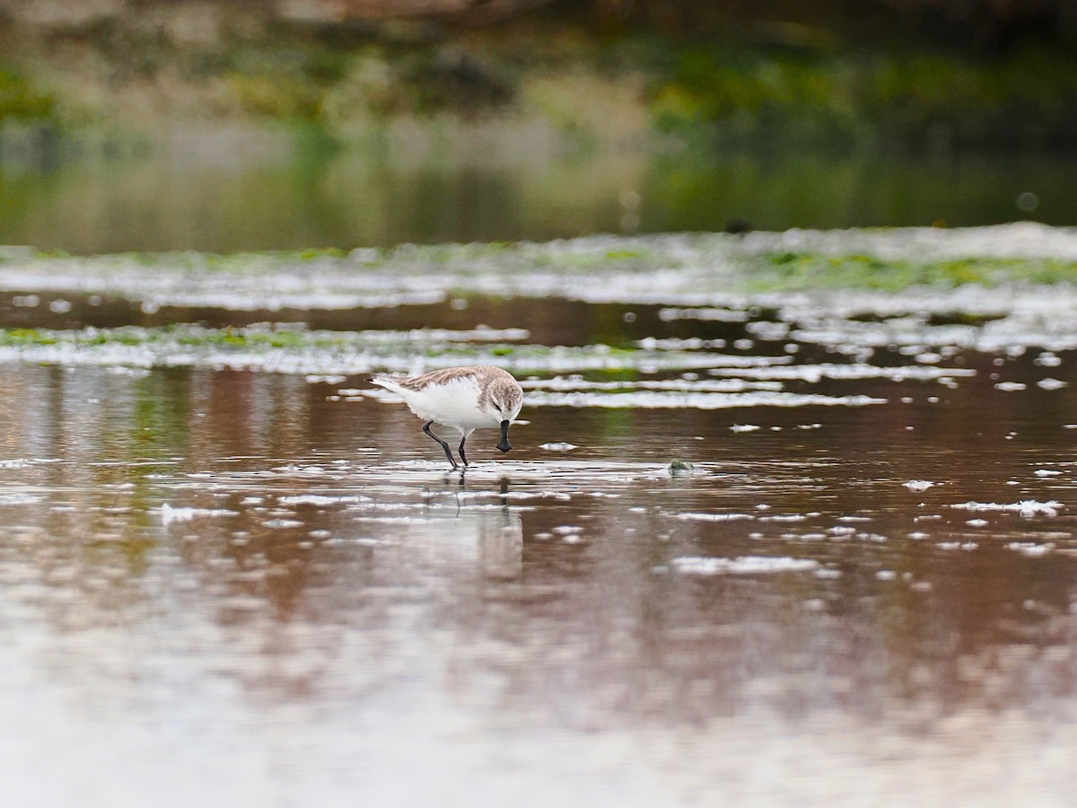 琵嘴鷸 - ML644495171