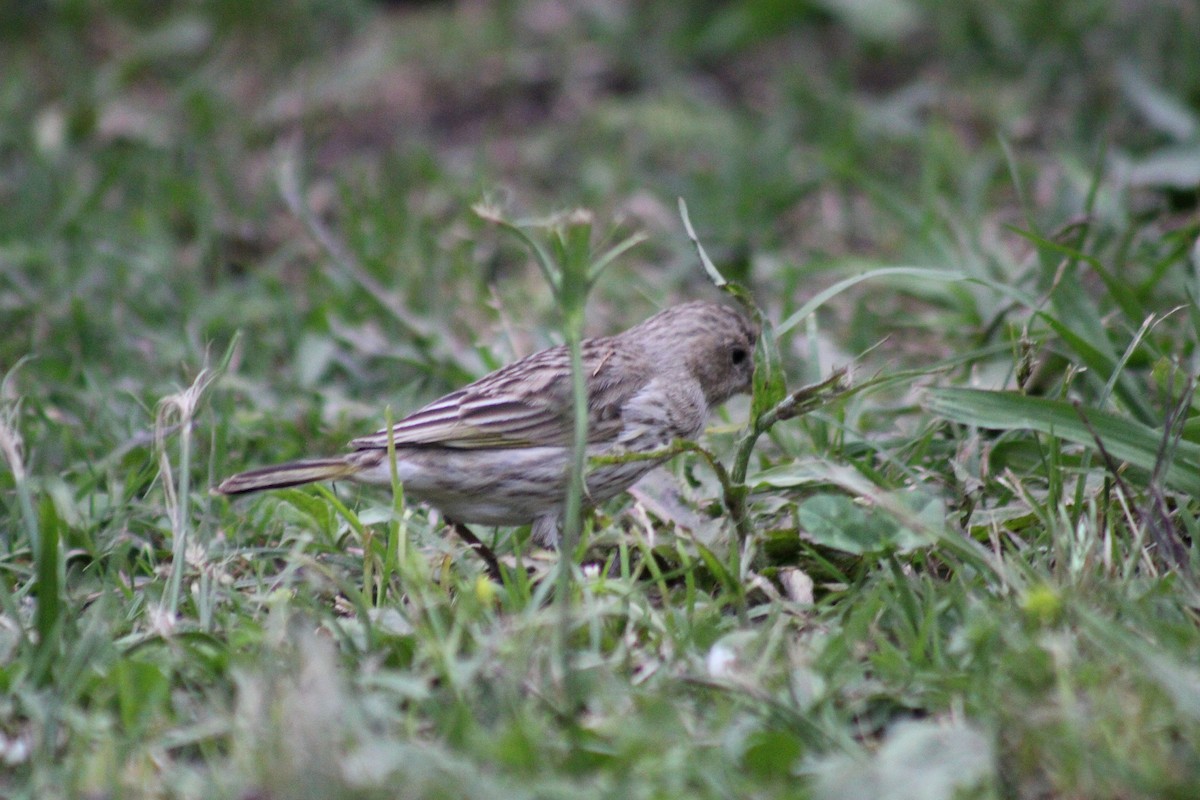 Saffron Finch - ML644495172