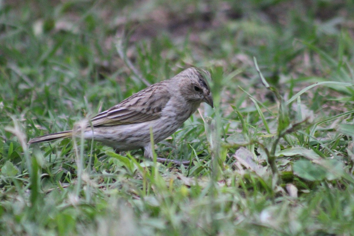 Saffron Finch - ML644495173