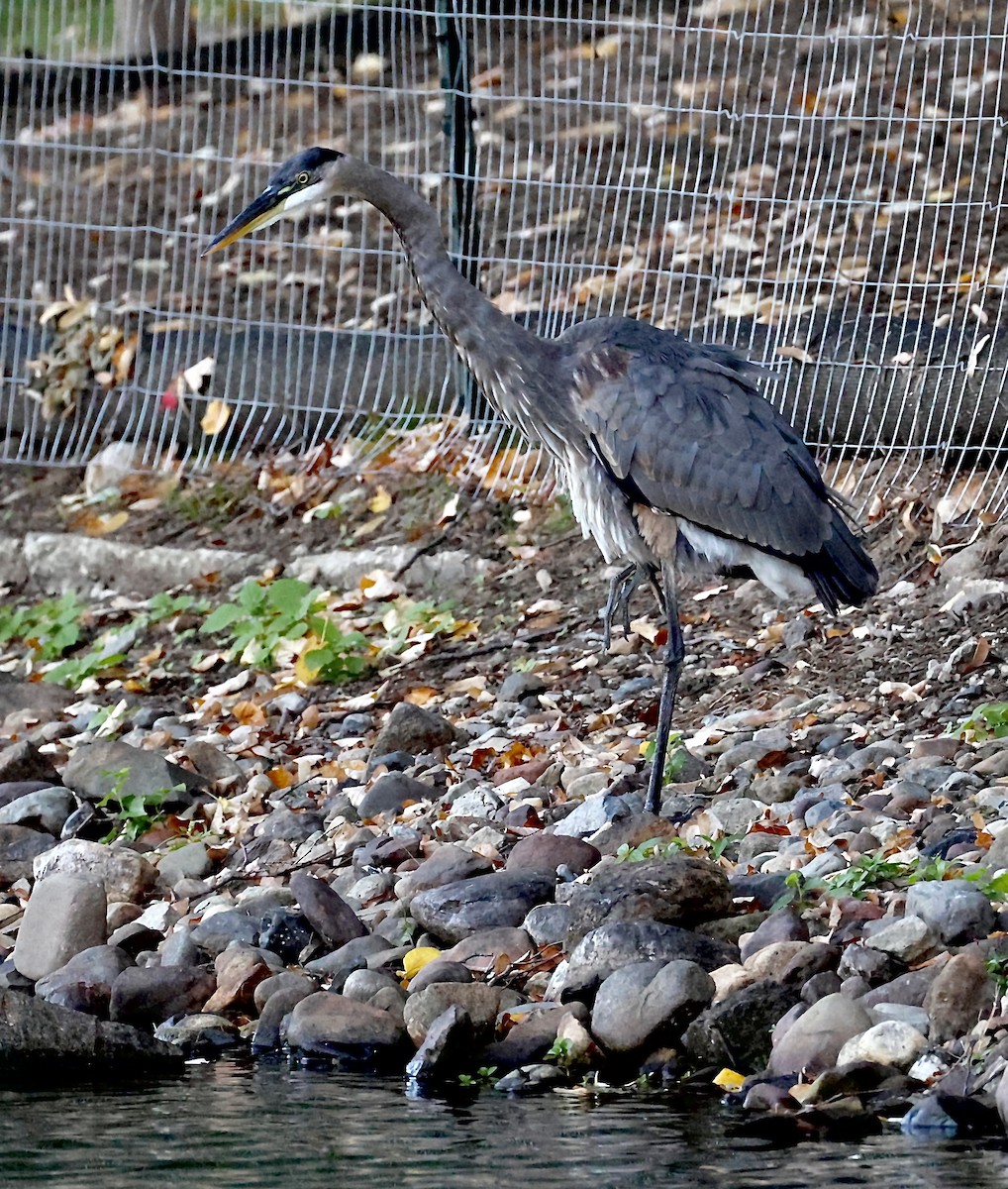 Great Blue Heron - ML644495174