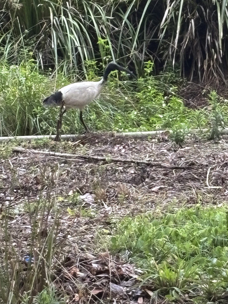 Australian Ibis - ML644495184