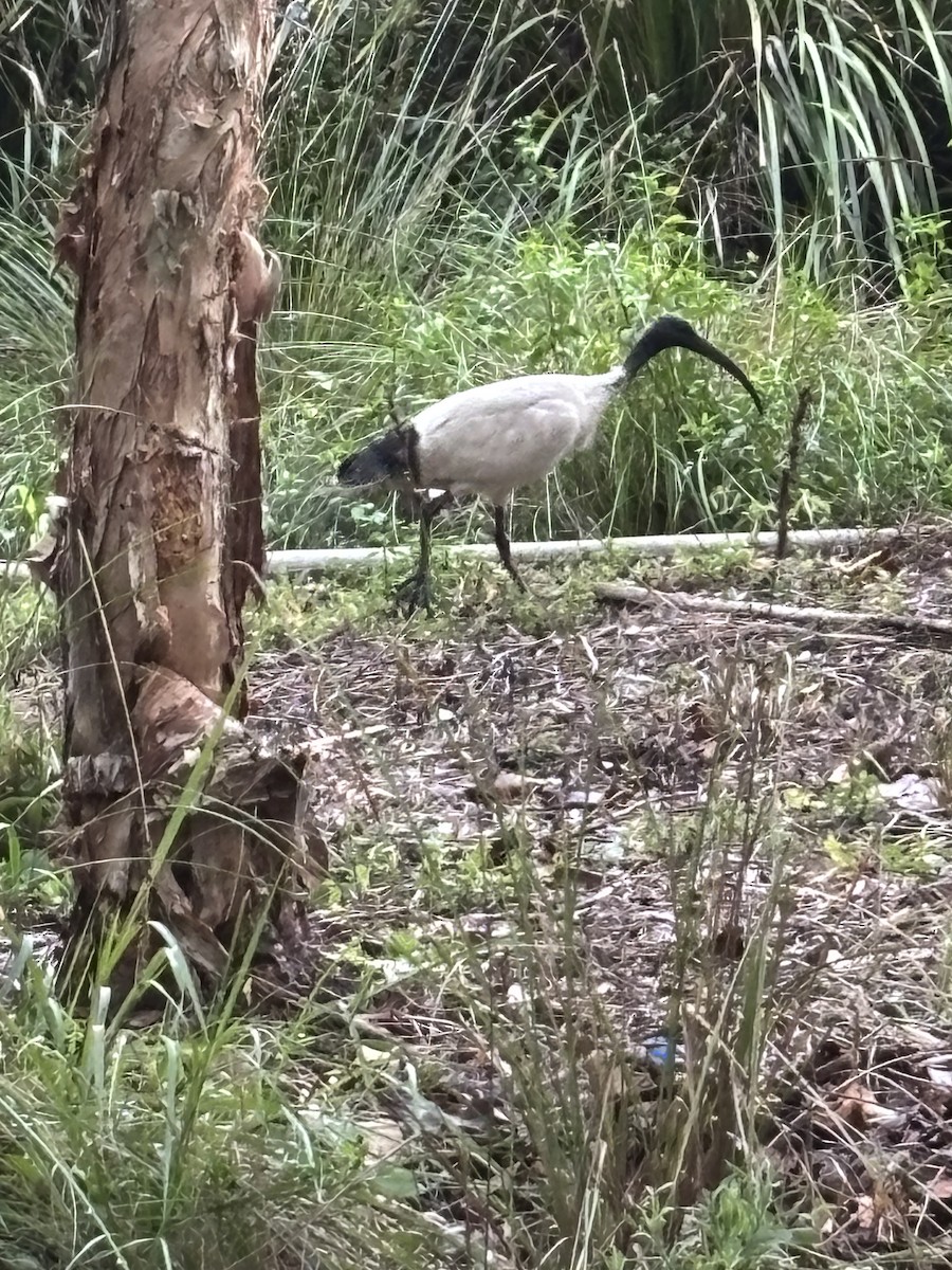 Australian Ibis - ML644495185