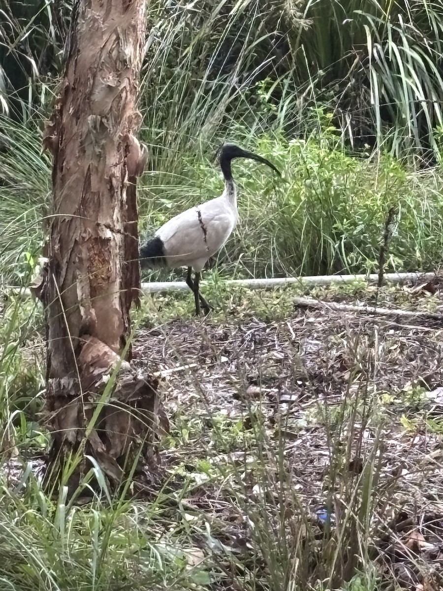 Australian Ibis - ML644495186