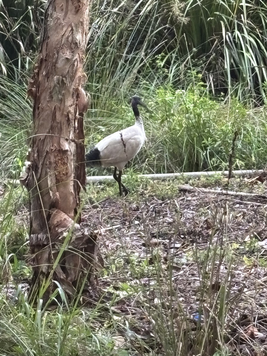 Australian Ibis - ML644495187