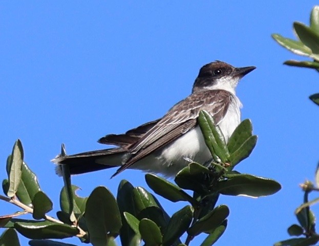 Eastern Kingbird - ML644495188