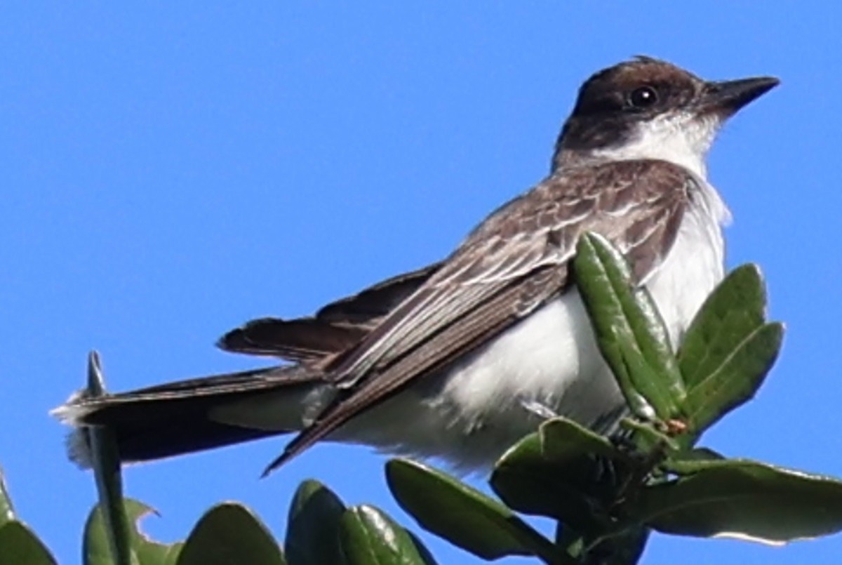 Eastern Kingbird - ML644495189
