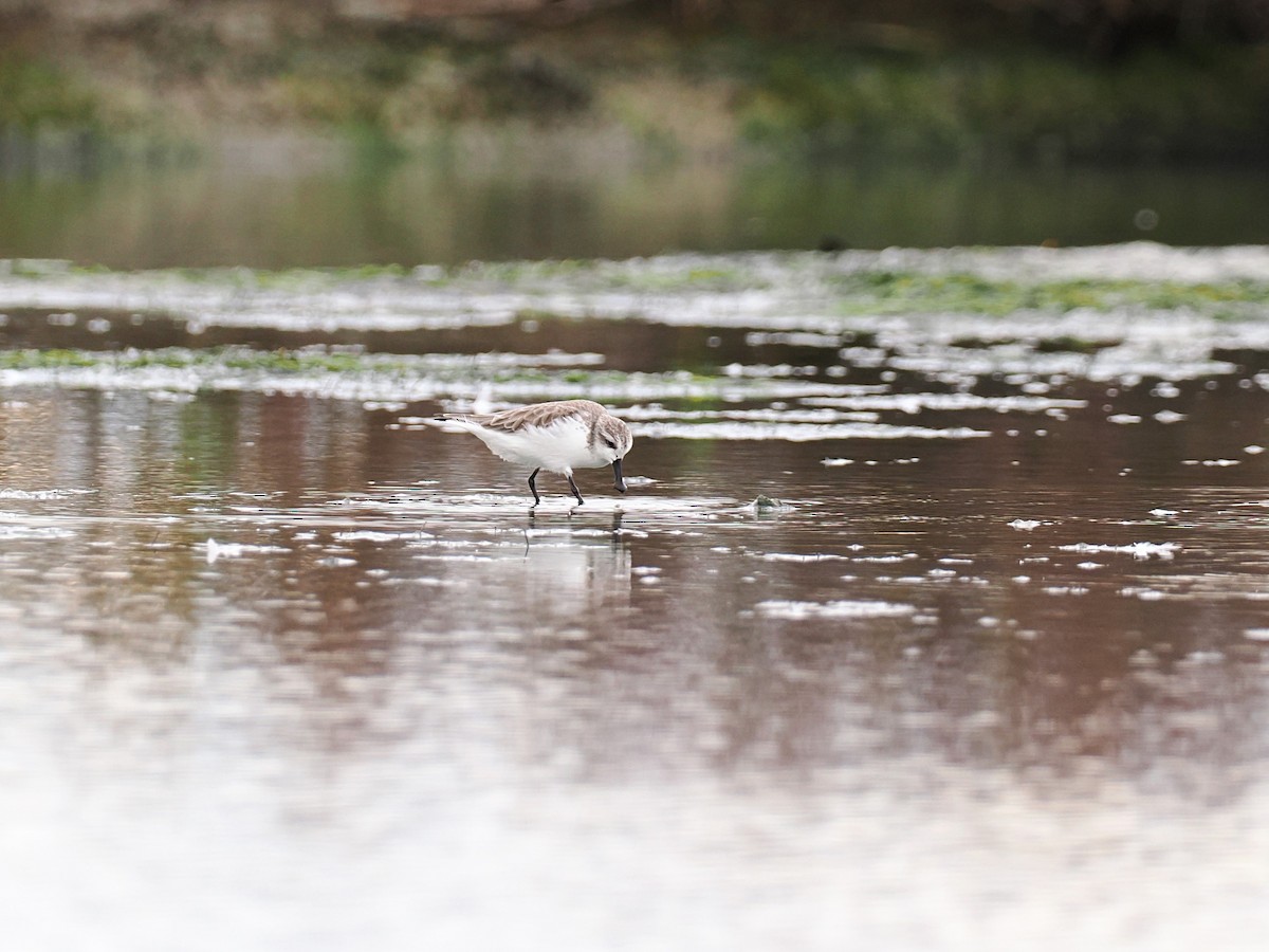 琵嘴鷸 - ML644495191