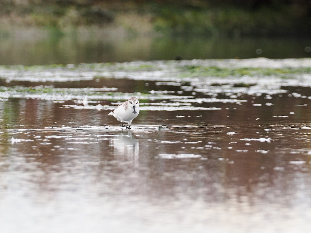 琵嘴鷸 - ML644495192