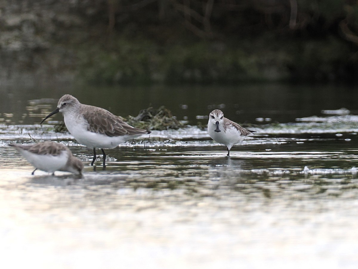 琵嘴鷸 - ML644495193