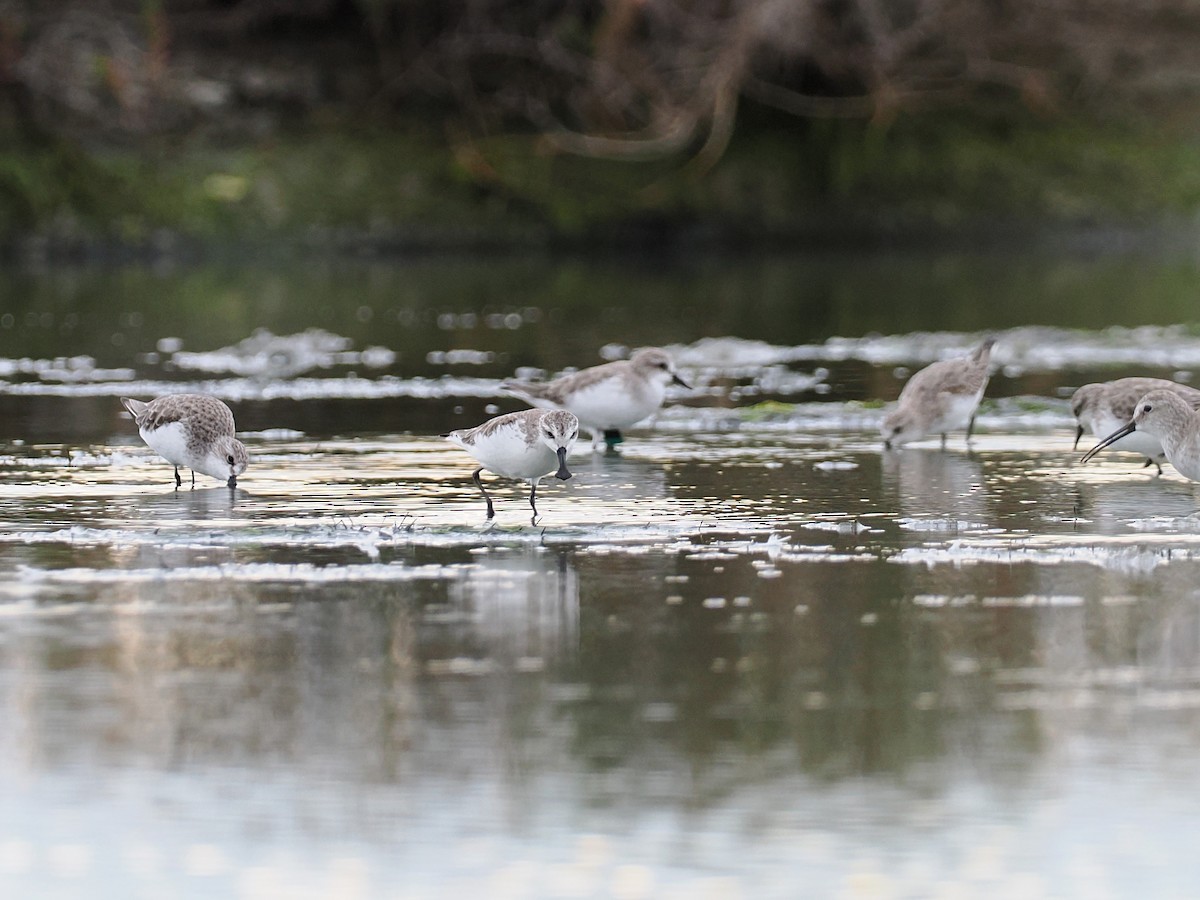 琵嘴鷸 - ML644495194