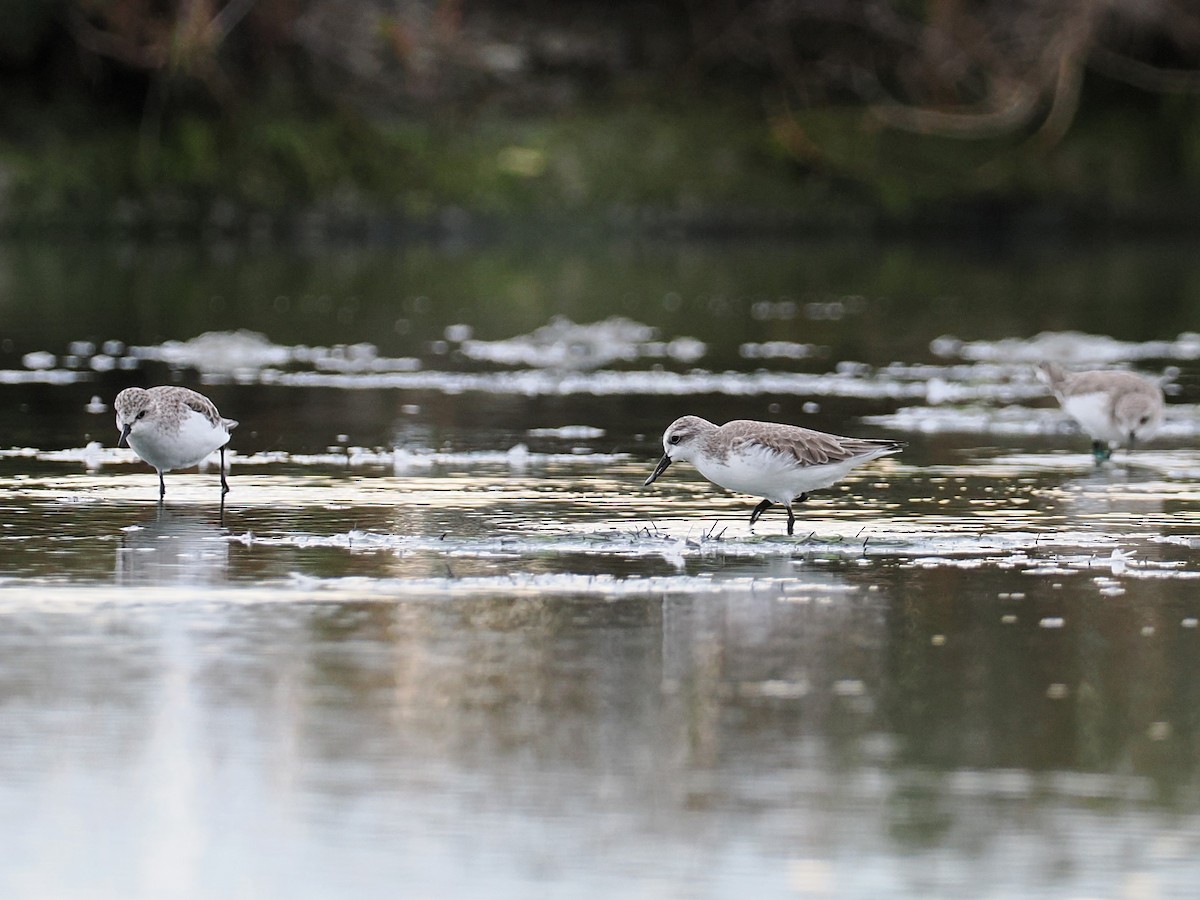 琵嘴鷸 - ML644495195