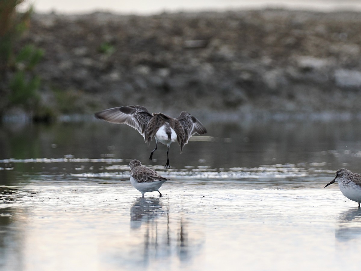 琵嘴鷸 - ML644495196