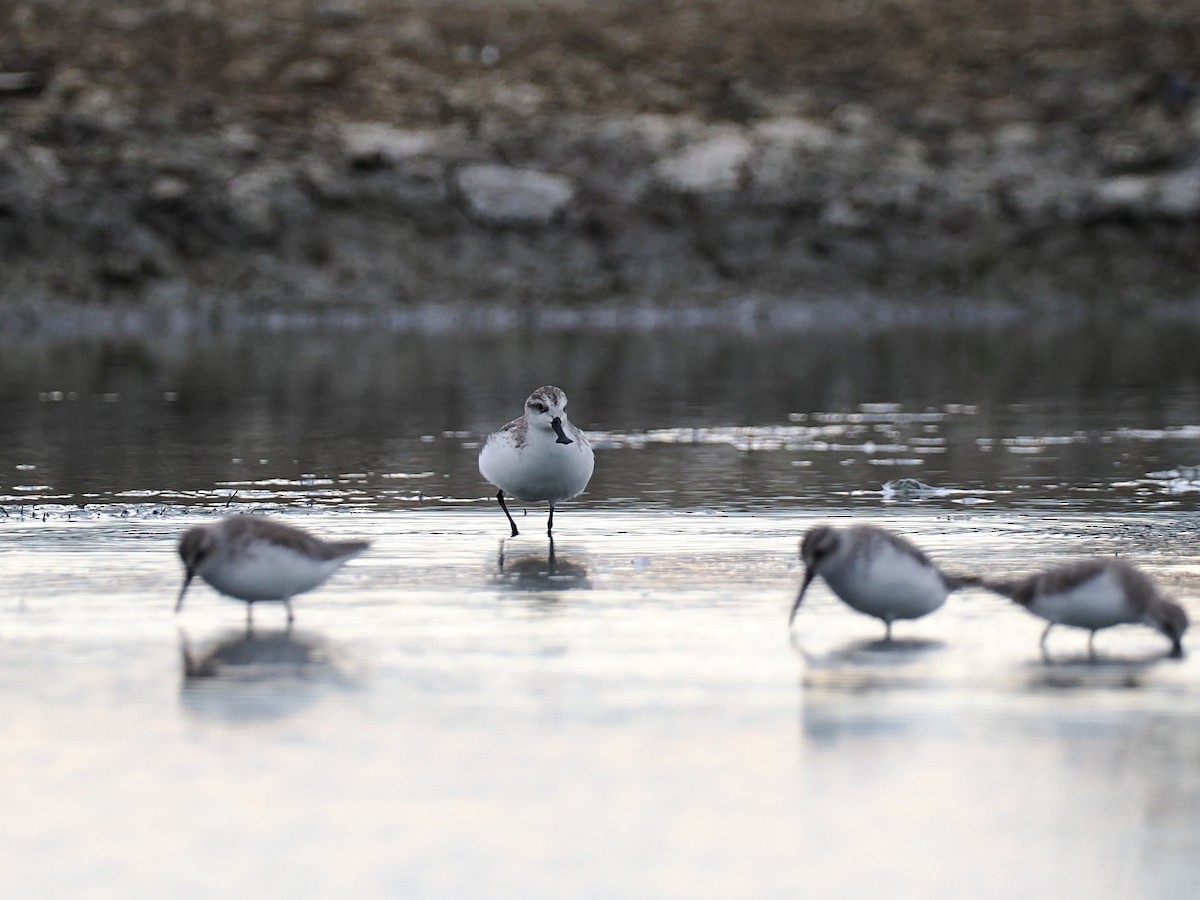 琵嘴鷸 - ML644495197