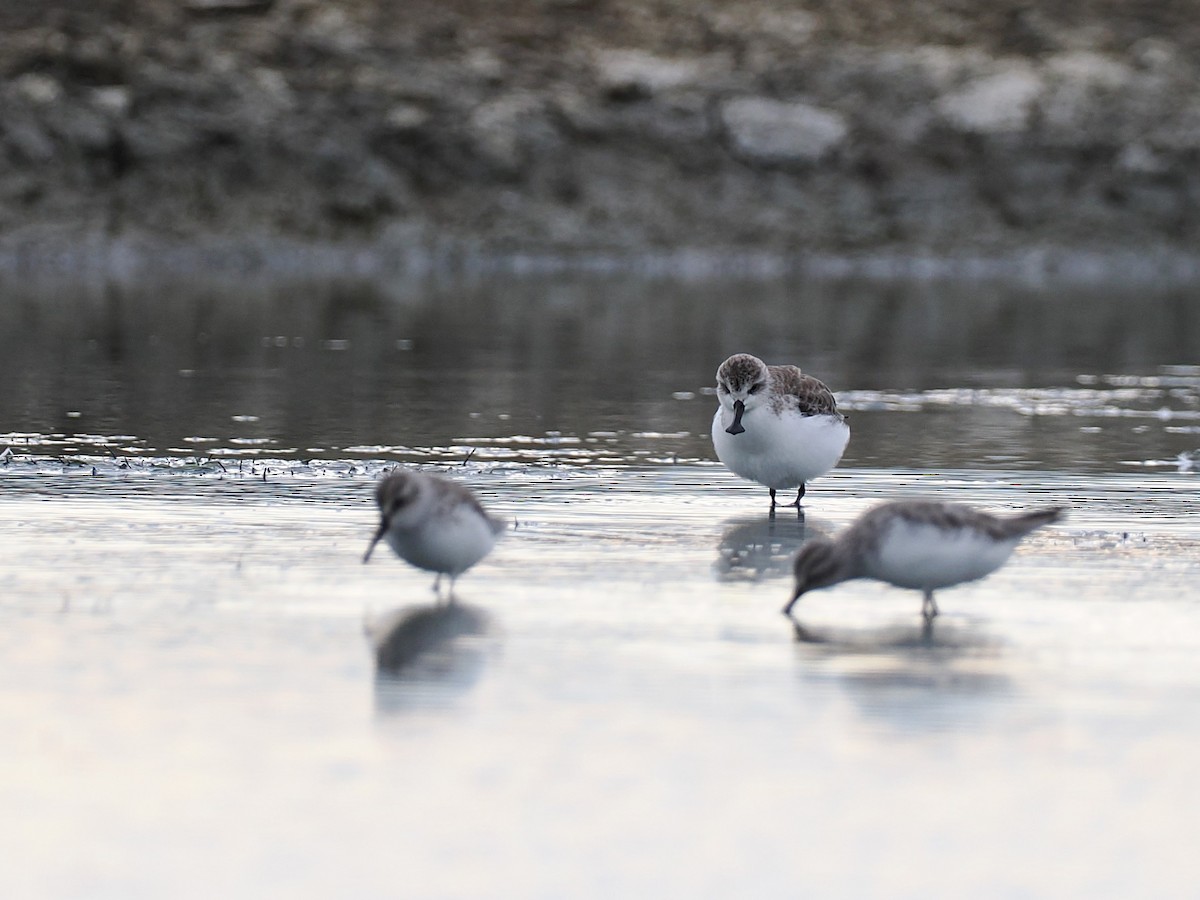 琵嘴鷸 - ML644495198