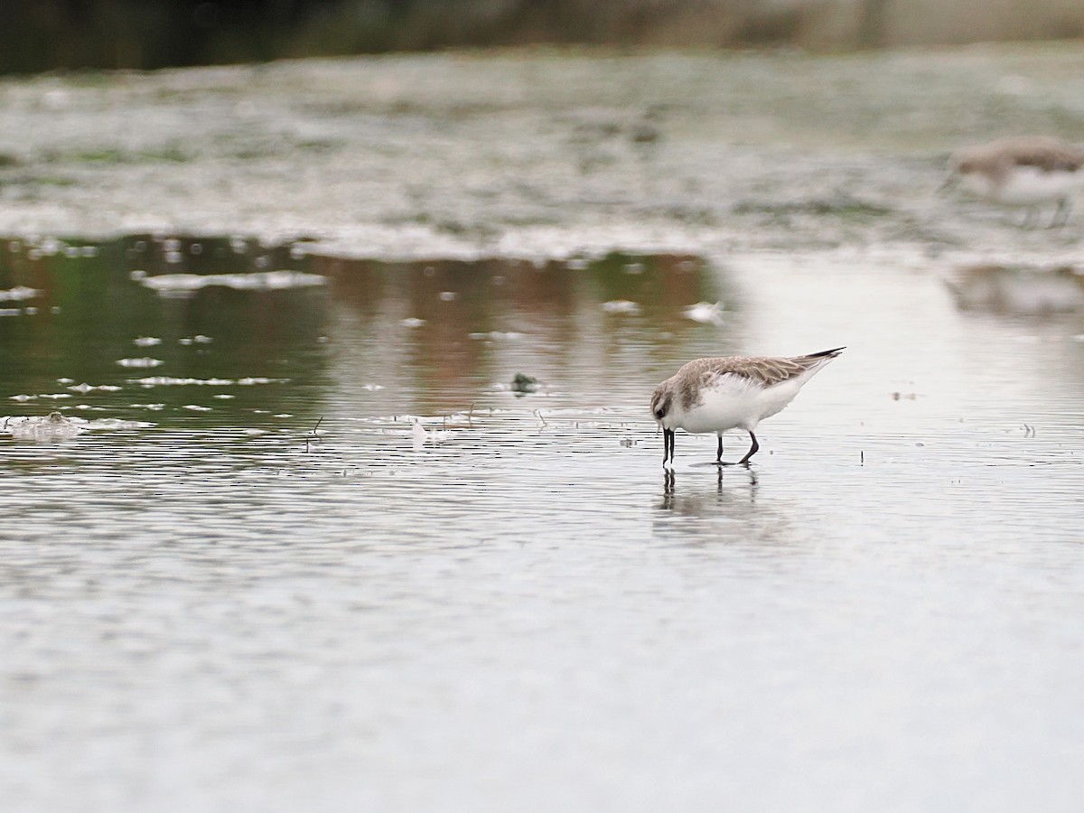 琵嘴鷸 - ML644495199