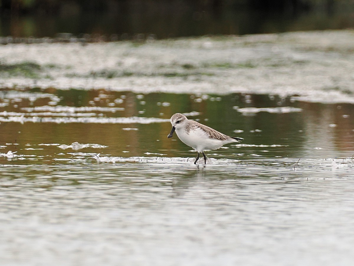 琵嘴鷸 - ML644495200