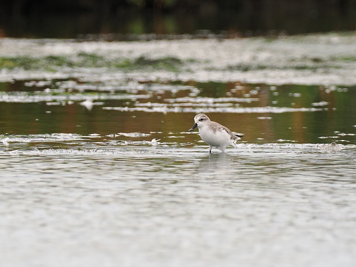 琵嘴鷸 - ML644495201