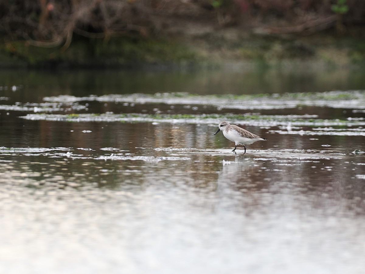 琵嘴鷸 - ML644495202