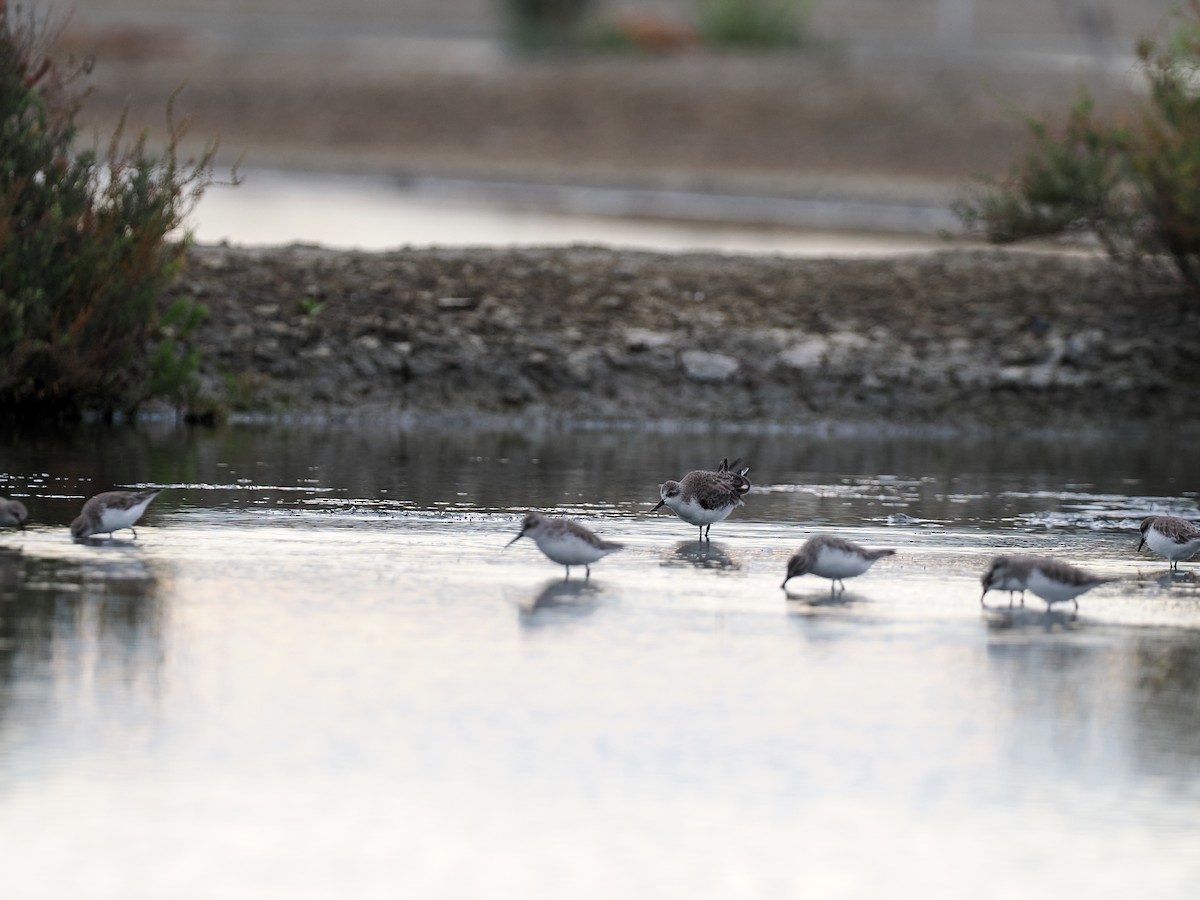 琵嘴鷸 - ML644495203