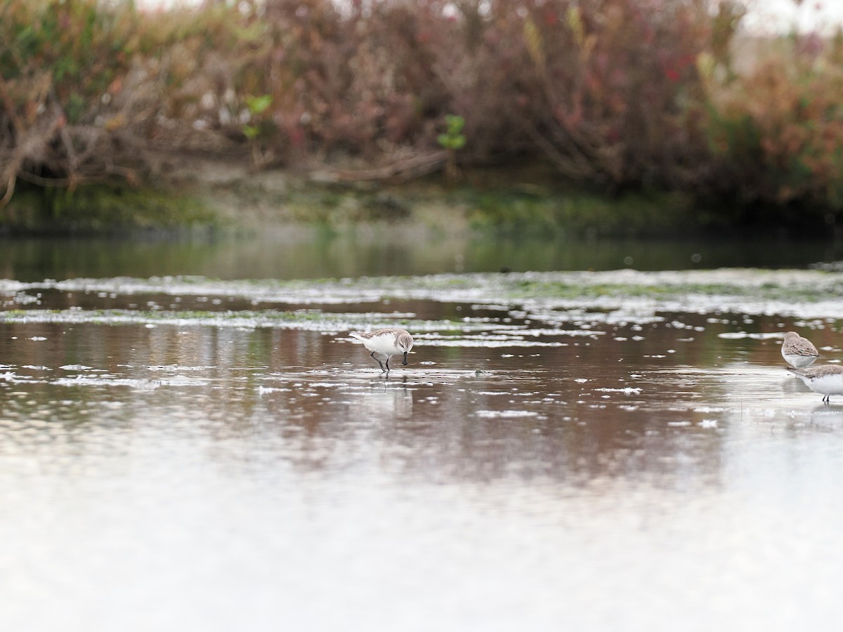 琵嘴鷸 - ML644495204