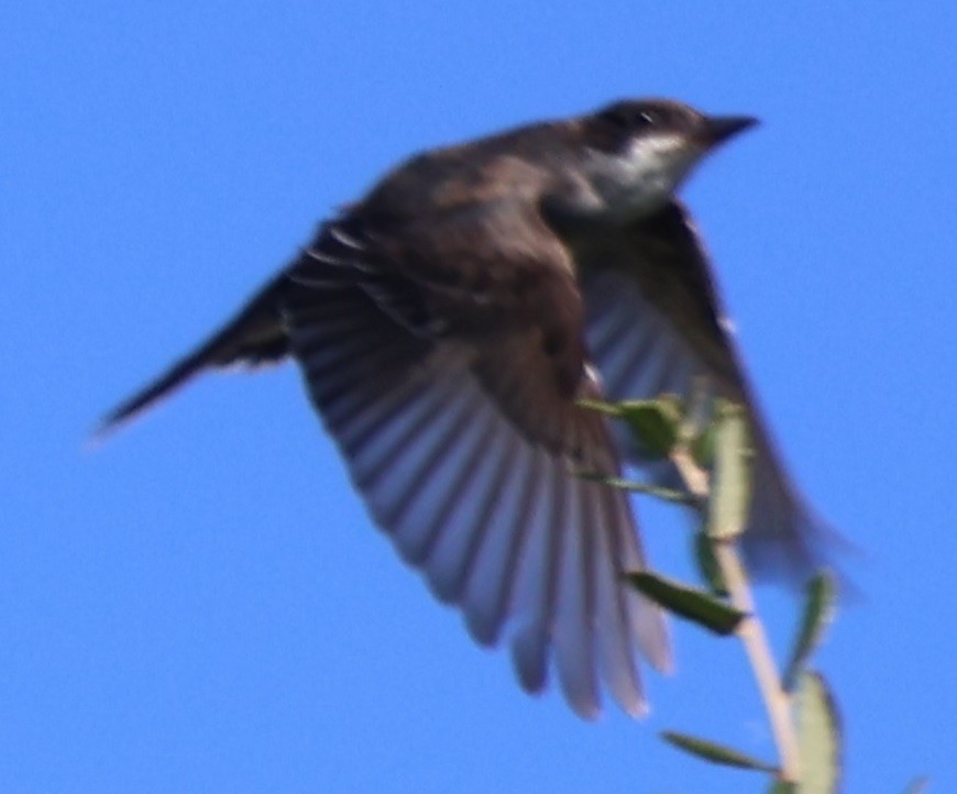 Eastern Kingbird - ML644495205