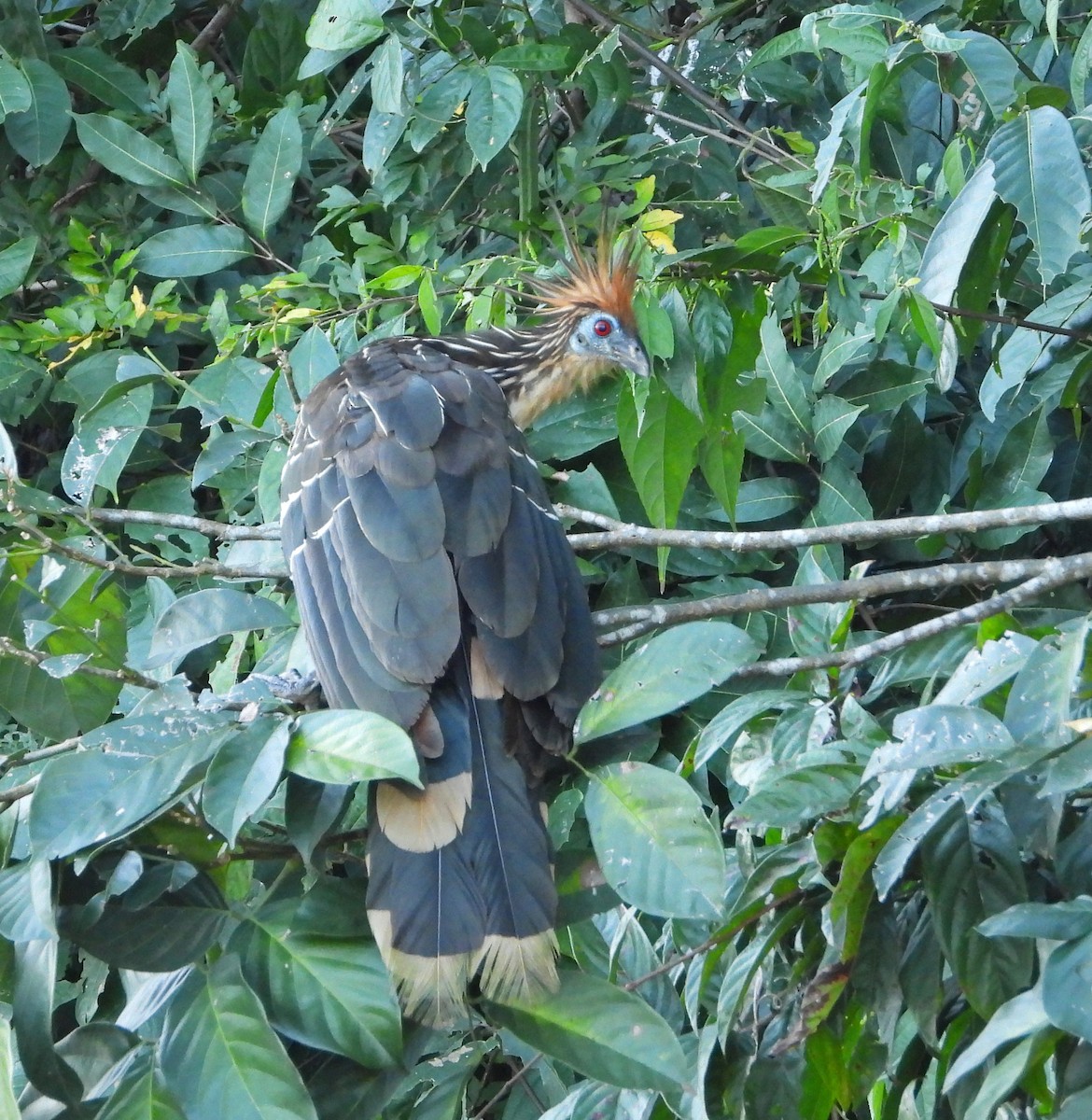 Hoatzin - ML644495206