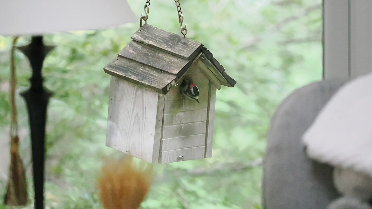 Downy Woodpecker - ML644495210