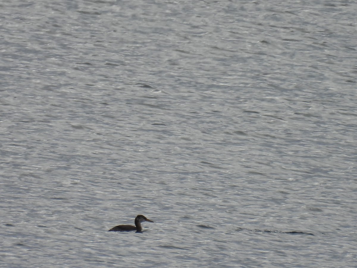 Somormujo Cuellirrojo - ML644495211