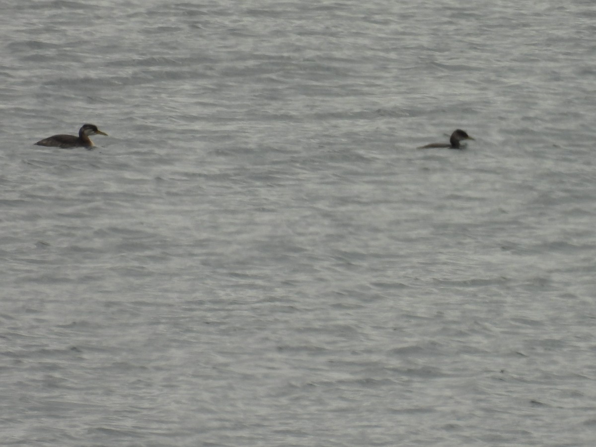 Somormujo Cuellirrojo - ML644495212