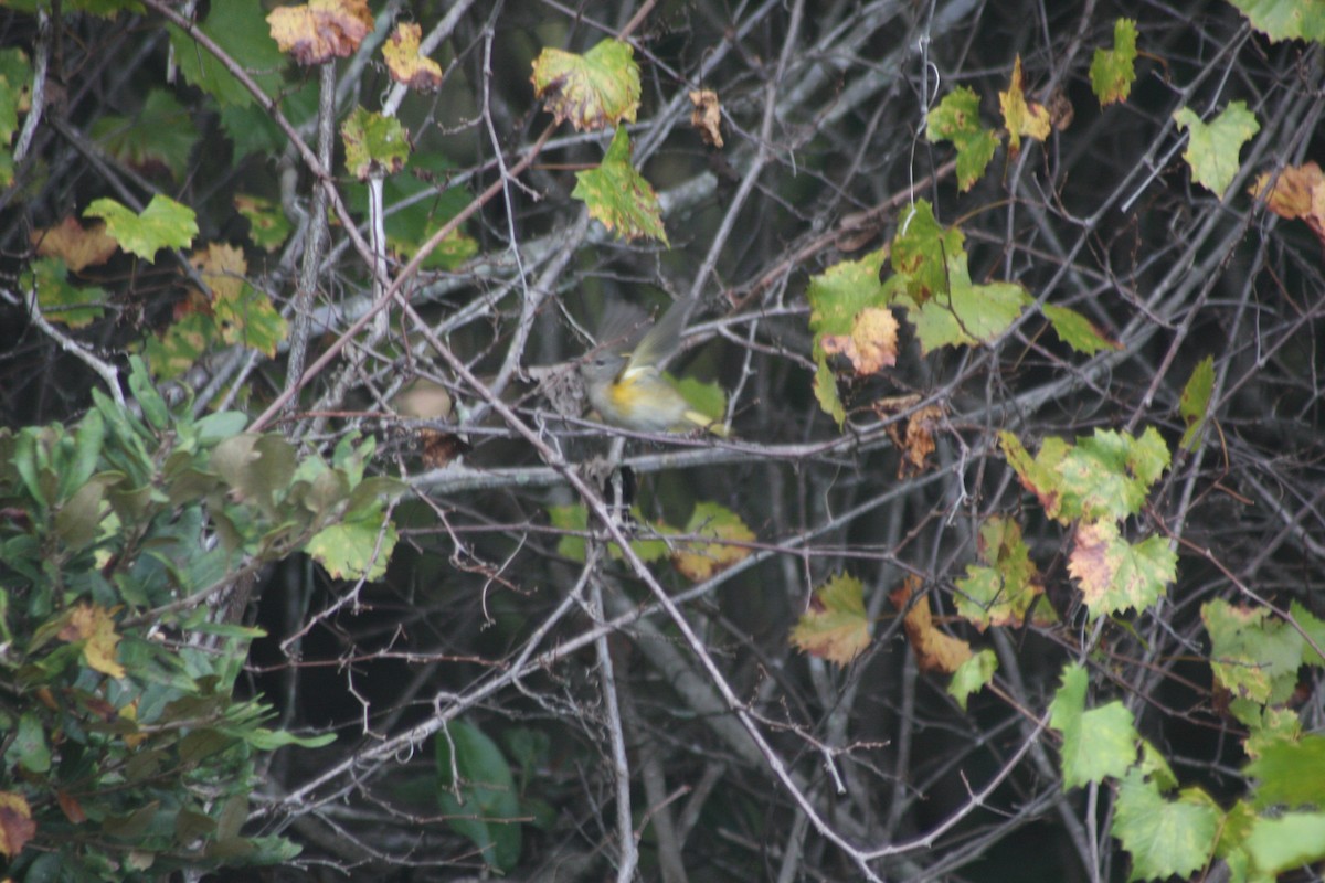 Paruline flamboyante - ML644495215