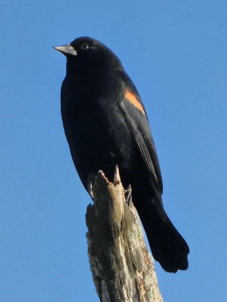 Red-winged Blackbird - ML644495218