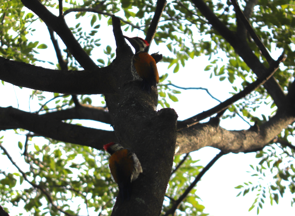 Black-rumped Flameback - ML644495223