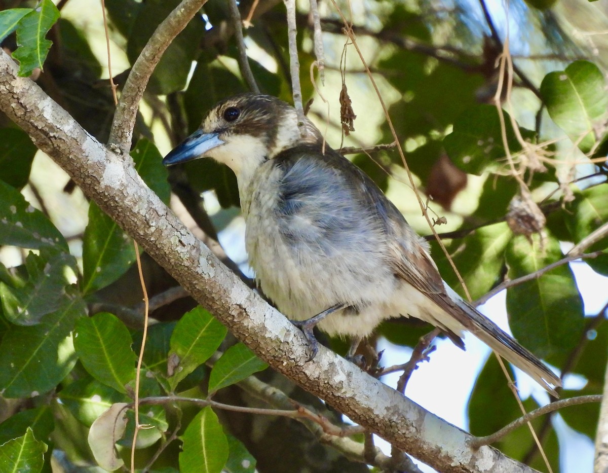 ハイイロモズガラス - ML644495226