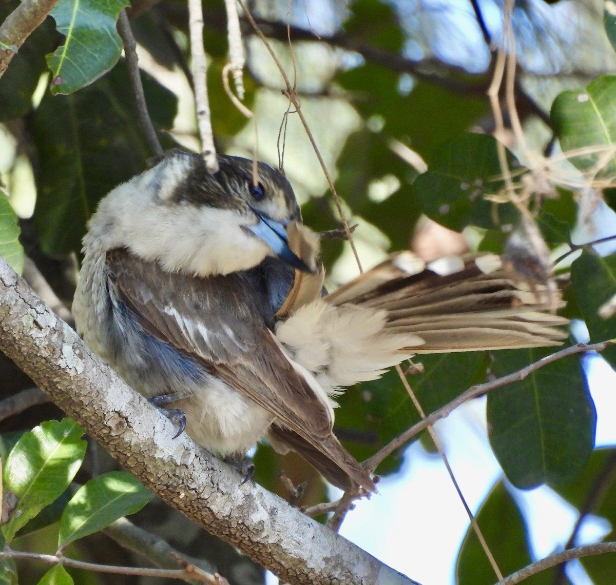 ハイイロモズガラス - ML644495227