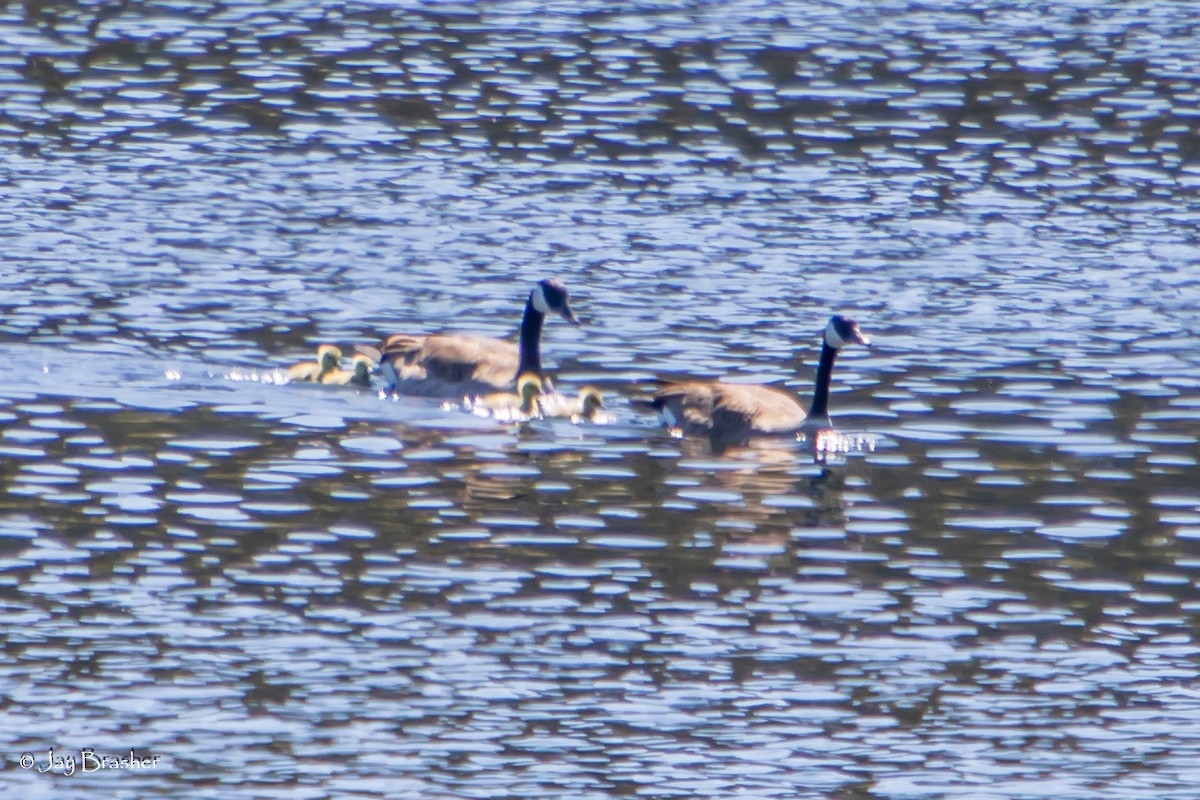 カナダガン - ML644495228