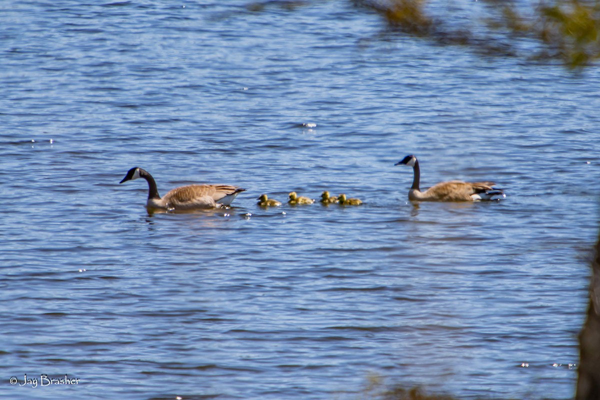カナダガン - ML644495229
