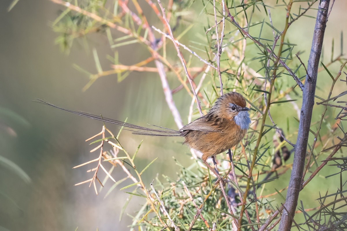 krattemusmett - ML644495230