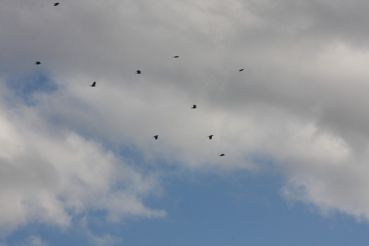 ウオガラス - ML644495235