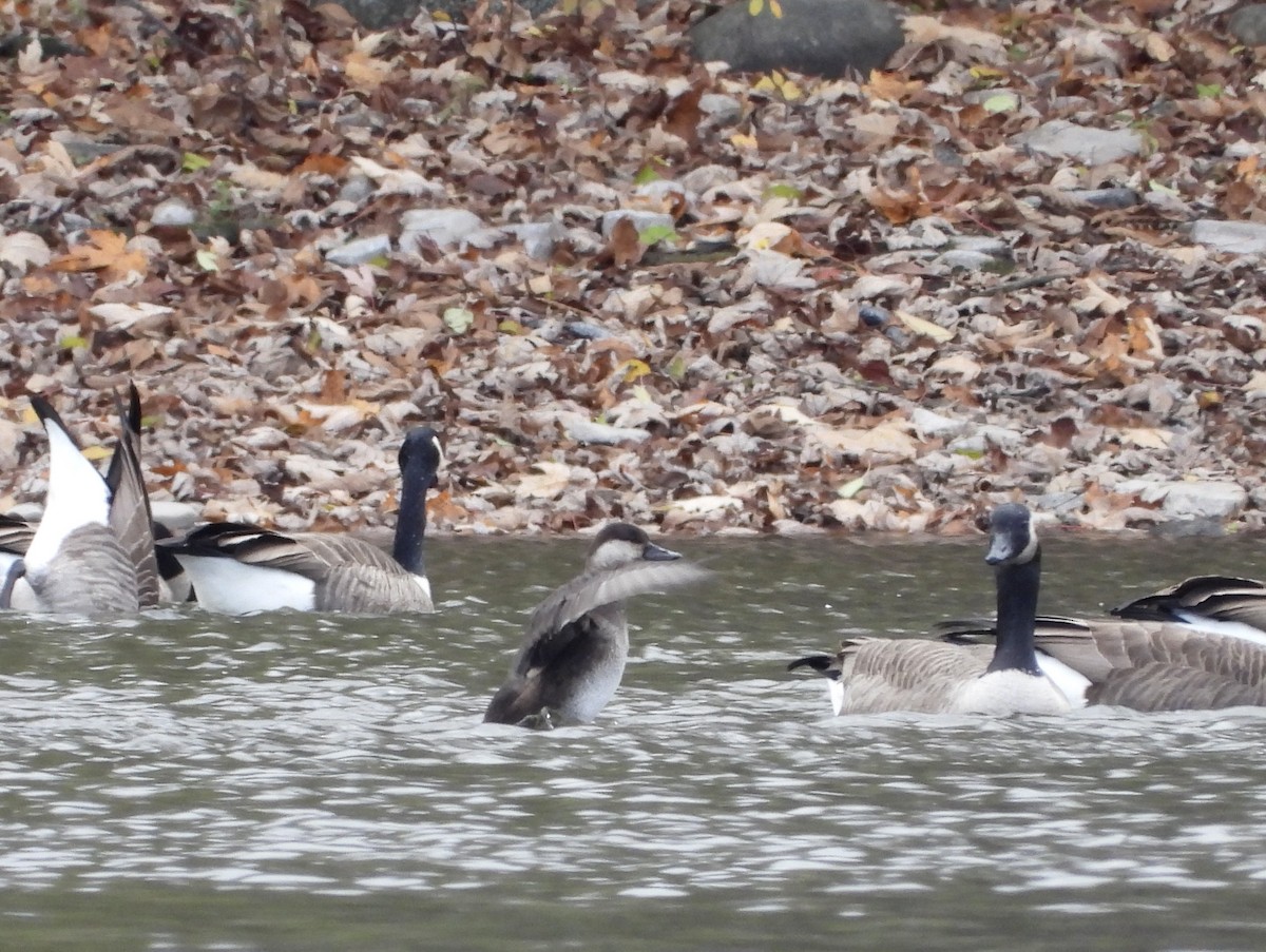 Black Scoter - ML644495237