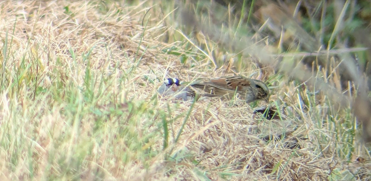 White-crowned Sparrow - ML644495244