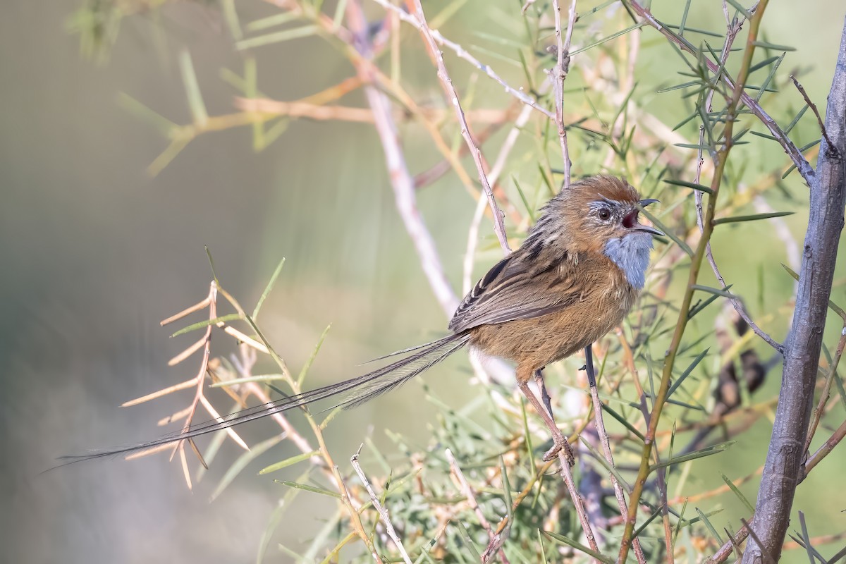 krattemusmett - ML644495245