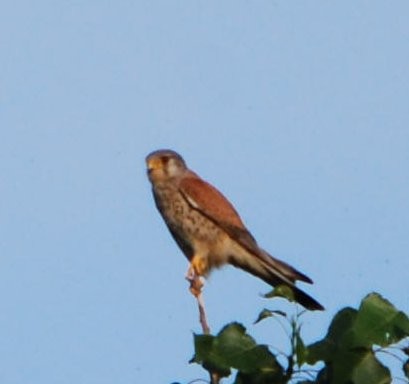 Gheppio - ML644495247