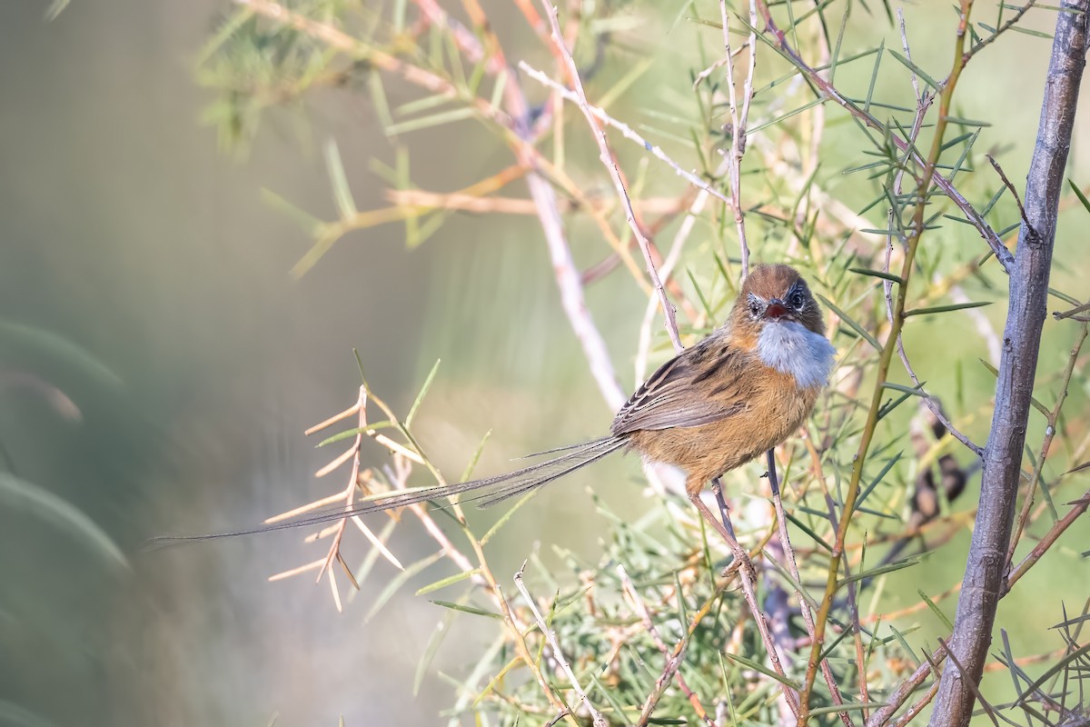 krattemusmett - ML644495249