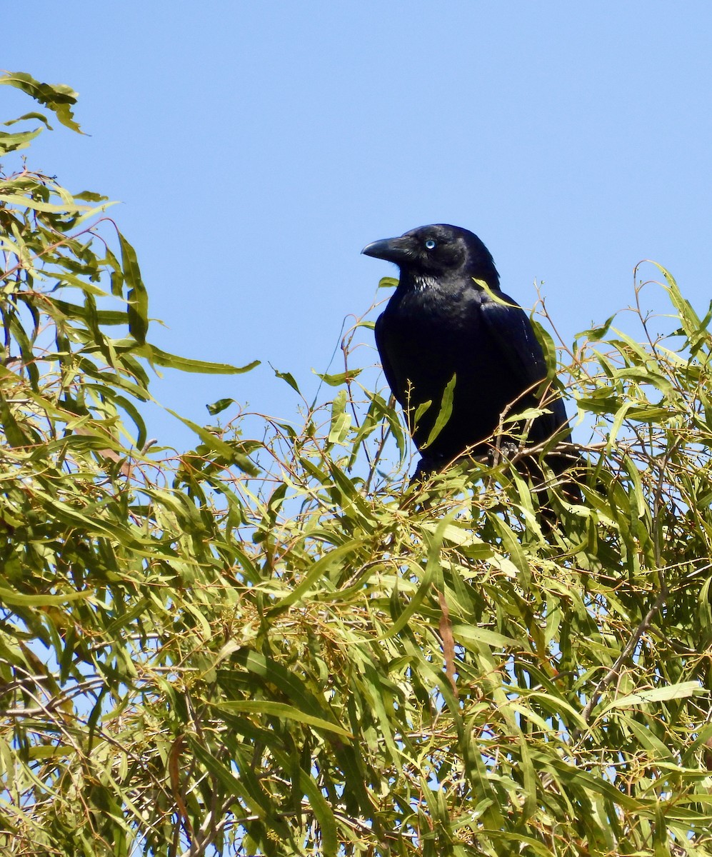 Torresian Crow - ML644495253