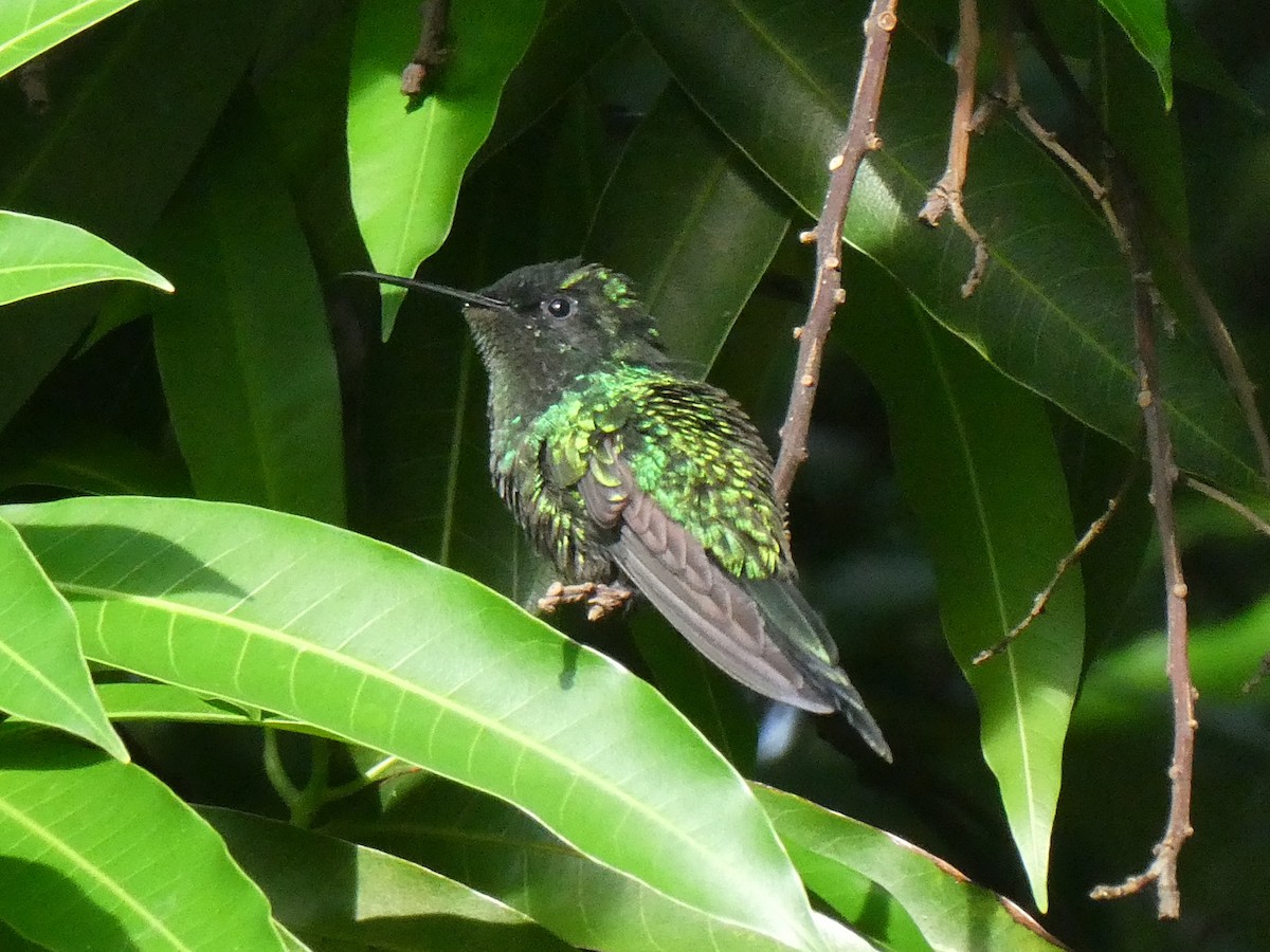 Colibrí Zumbadorcito - ML644495258