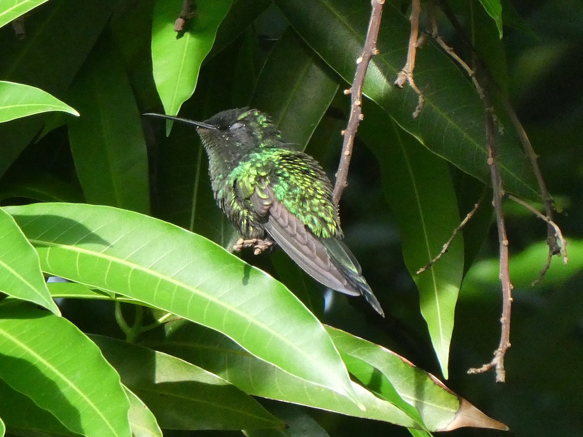 Colibrí Zumbadorcito - ML644495259