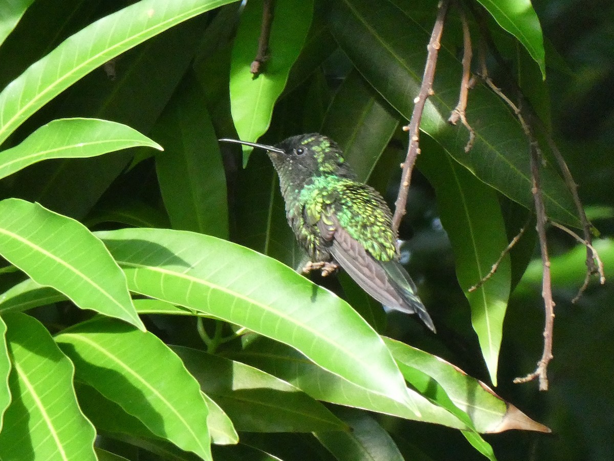 Colibrí Zumbadorcito - ML644495260
