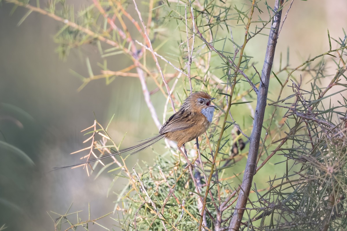 krattemusmett - ML644495263